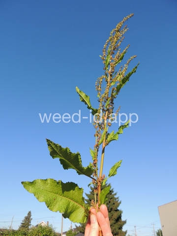 dock, broadleaf